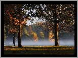 Park, Drzewa, Mgła, Liście, Jesień