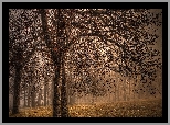 Park, Drzewa, Liście, Mgła, Jesień