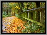 Park, Liście, Droga, Ogrodzenie, Jesień