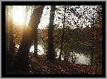 Park, Staw, Drzewa, Promienie słońca