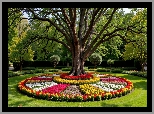Rabaty Kwiaty, Drzewo, Park