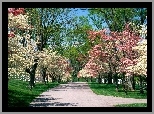 Park, Wiosna, Biało, Różowe, Drzewa