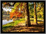 Park, Drzewa, Staw, Jesień