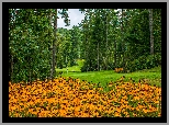 Park, Kwiaty, Rudbekia, Trawniki, Drzewa