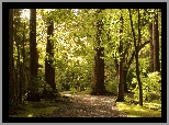 Park, Zielone, Drzewa, Droga, Światło, Słoneczne