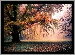 Park, Drzewa, Liście, Przebijające, Światło, Jesień