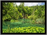Park Narodowy Jezior Plitwickich, Jezioro, Drzewa, Zielone, Rośliny, Chorwacja