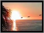 Pelikany, Morze, Zachód, Słońca, Palma