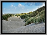 Piasek, Plaża, Trawa