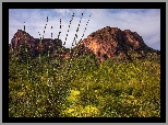 Stany Zjednoczone, Arizona, Wzgórza, Park stanowy Picacho Peak, Krzewy, Roślinność, Góry