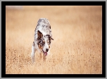 Pies, Border collie, Łąka, Trawy
