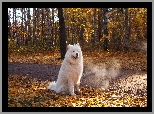 Biały, Pies, Samojed, Las, Droga, Liście, Jesień