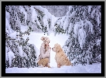 Dziewczynka, Pies, Golden retriever, Zima, Ośnieżone, Drzewa