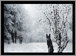 Pies, Czarny owczarek niemiecki, Zima, Drzewa