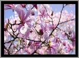 Magnolia, Płatki, Różowe, Kwiaty, Wiosna