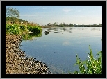 Jezioro, Plaża, Drzewa