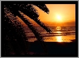 Plaża, Palmy, Morze, Zachód Słońca