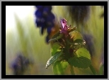 Jasnota Purpurowa, Fioletowy, Kwiat