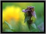 Wiosna,  Jasnota purpurowa