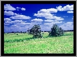 Pola, Łąki, Drzewa, Chmury