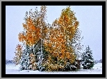 Pola, Stodoła, Drzewa, Zima