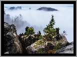 Drzewa, Las, Skały, Mgła, Góry Połabskie, Park Narodowy Saskiej Szwajcarii, Saksonia, Niemcy