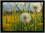 Polana, Dmuchawce