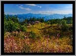 Rumunia, Góry, Karpaty, Polana, Drzewa, Domy, Lato