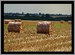 Pole, Zżęte, Zboże, Bele, Lato