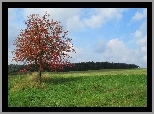 Jesień, Pole, Drzewo