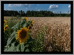 Pole, Zboże, Słoneczniki, Drzewa