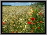 Pole, Zboże, Trawy, Maki