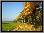 Polna, Droga, Drzewa, Jesień