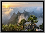 Góry Wolchulsan, Skały, Sosna, Mgła, Wschód słońca, Korea Południowa