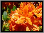 Kwiaty, Pomarańczowe, Różanecznik