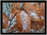 Liście, Pomarańczowe, Śnieg