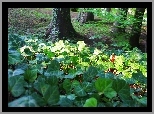 Bluszcz, Porastający, Park