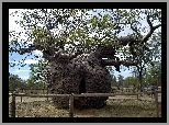 Potężny, Baobab