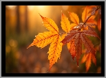 Pożółkłe, Jesienne, Liście