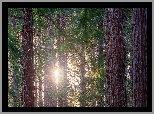 Las, Drzewa, Sekwoje kalifornijskie, Promienie słońca, Te Mata Park, Region Hawkes Bay, Nowa Zelandia