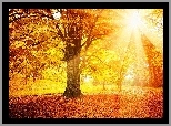 Promienie słońca, Drzewo, Liście, Jesień