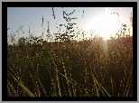 Łąka, Trawy, Promienie Słońca