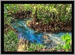 Mokradła, Rośliny, Rezerwat przyrody, Tha Pom Khlong Song Nam Prowincja, Krabi, Tajlandia