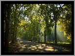 Park, Drzewa, Aleja, Przebijające światło, Zieleń, Lato