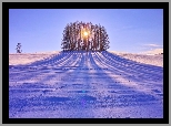 Śnieg, Pole, Drzewa, Przebijające, Słońce