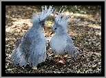 Ptaki, Kagu, Nowa, Kaledonia