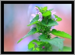 Jasnota purpurowa, Roślina