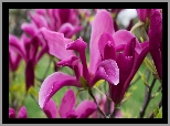 Purpurowa, Magnolia