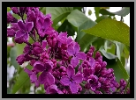 Purpurowy, Bez