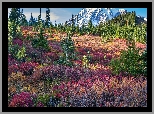 Stany Zjednoczone, Waszyngton, Park Narodowy Mount Rainier, Stratowulkan, Mount Rainier, Łąka, Drzewa, Kolorowe, Rośliny, Góry, Chmury